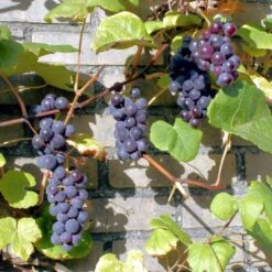 'Boskoop Glory' Seedless Outdoor Grape Vine 9 'Boskoop Glory' Seedless Outdoor Grape Vine -Bloom And Harvest FRU0071 3