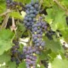 'Black Hamburgh' Indoor Grape Vine -Bloom And Harvest FRU0073 4