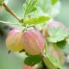 Invicta Gooseberry Bush -Bloom And Harvest FRU0074 1