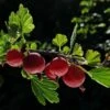 Hinnonmaki Red Gooseberry Bush 2 Hinnonmaki Red Gooseberry Bush -Bloom And Harvest FRU0075 4