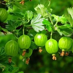Complete Gooseberry Collection | Red, White & Green -Bloom And Harvest FRU0077 5 c4950aeb 70ed 4be1 a3f0 019e8fc00a92