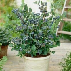 All Season Blueberry Plants Collection -Bloom And Harvest FRU0083 2 08deb223 7e01 46d3 89b8 90aa57d4543b
