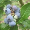 Patriot Blueberry Bush -Bloom And Harvest FRU0086 1