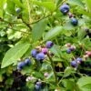 Goldtraube Blueberry Bush -Bloom And Harvest FRU0088 1