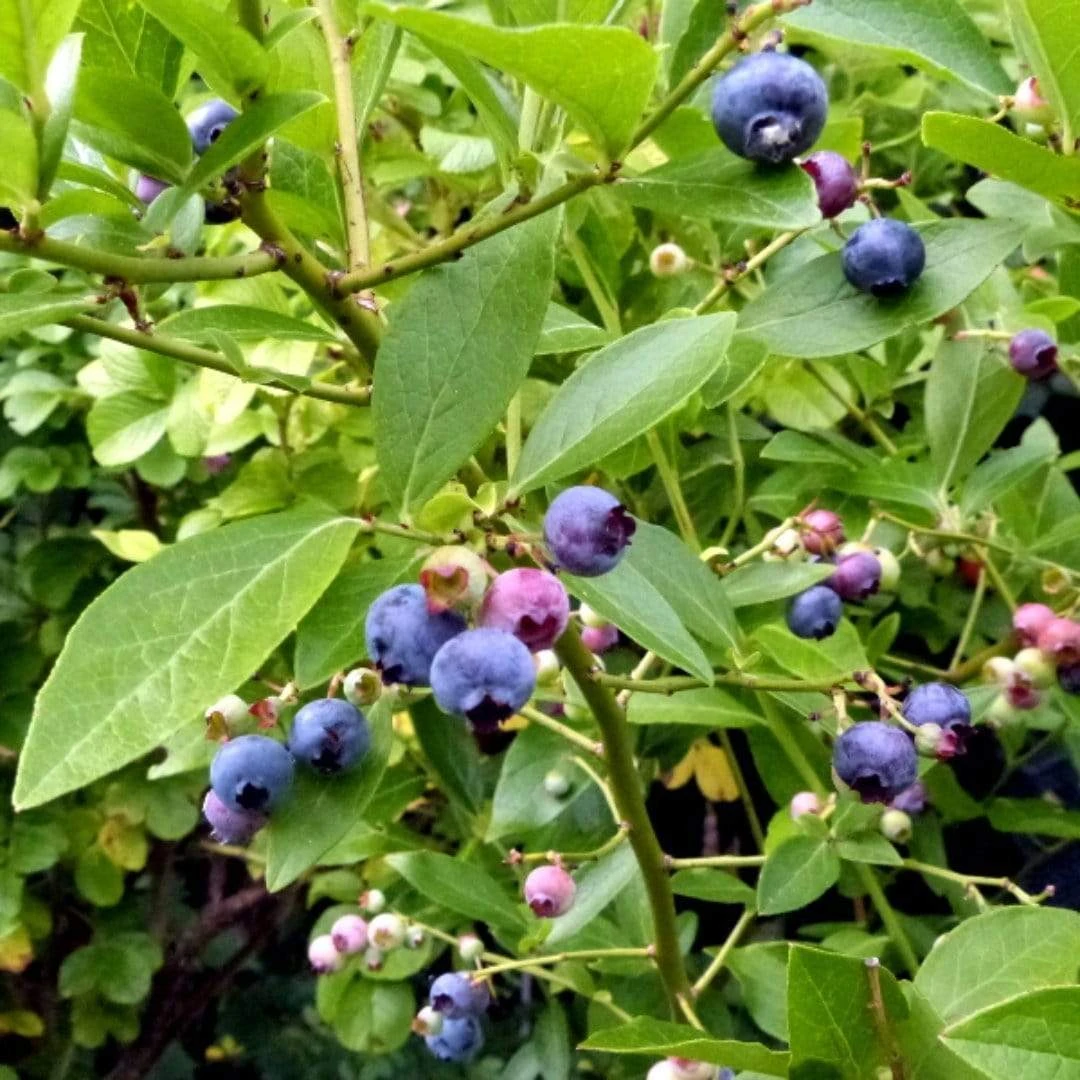 Goldtraube Blueberry Bush 3 Goldtraube Blueberry Bush
