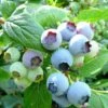 Bluecrop Blueberry Bush -Bloom And Harvest FRU0090 1