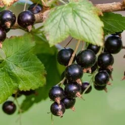Ben Lomond Blackcurrant Bush -Bloom And Harvest FRU0092 3