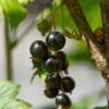 Ben Lomond Blackcurrant Bush -Bloom And Harvest FRU0092 4