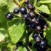 Ben Connan Blackcurrant Bush -Bloom And Harvest FRU0093 3