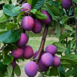 3 Super Easy To Grow Fruit Trees | Apple, Fig & Plum -Bloom And Harvest FRU0106 6
