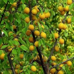 Oullins Golden Gage Plum Tree -Bloom And Harvest FRU0112 1