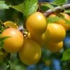 Oullins Golden Gage Plum Tree -Bloom And Harvest FRU0112 4