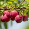 Opal Plum Tree -Bloom And Harvest FRU0113 1