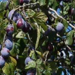 Merryweather Damson Tree -Bloom And Harvest FRU0120 2