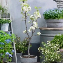 Doyenné Du Comice Pear Tree 11 Doyenné Du Comice Pear Tree -Bloom And Harvest FRU0124 4