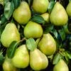 Doyenné Du Comice Pear Tree -Bloom And Harvest FRU0124 5