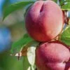 Red Haven Peach Tree -Bloom And Harvest FRU0132 1