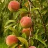Peregrine Peach Tree -Bloom And Harvest FRU0133 1