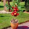 Madame Blanchet Patio Nectarine Tree -Bloom And Harvest FRU0139 1