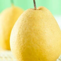 Kumoi' Asian Pear Tree | Nashi Pear -Bloom And Harvest FRU0142 1