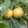 Kumoi' Asian Pear Tree | Nashi Pear -Bloom And Harvest FRU0142 2