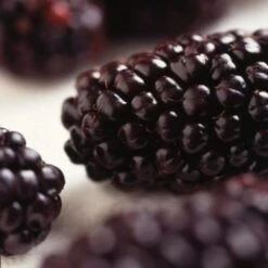 Wellington Mulberry Tree -Bloom And Harvest FRU0143 2 2eacbfc8 f675 4ba9 9bd6 2dbe3957165a