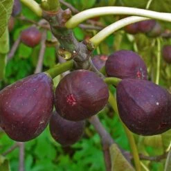 3 Super Easy To Grow Fruit Trees | Apple, Fig & Plum -Bloom And Harvest FRU0148 1 a40cf121 4467 400e 880f 5610c172c7f5