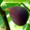 Osborne's Prolific Fig Tree 1 Osborne's Prolific Fig Tree -Bloom And Harvest FRU0153 1