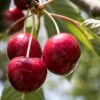 Stella Cherry Tree 1 Stella Cherry Tree -Bloom And Harvest FRU0174 1 1