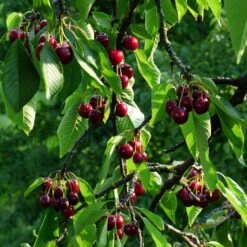Stella Cherry Tree -Bloom And Harvest FRU0174 2