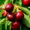 Morello Cherry Tree -Bloom And Harvest FRU0178 1