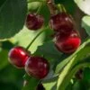 Lapins 'Cherokee' Cherry Tree -Bloom And Harvest FRU0181 1