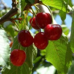 Hartland Patio Cherry Tree -Bloom And Harvest FRU0185 1