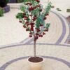 Hartland Patio Cherry Tree -Bloom And Harvest FRU0185 2