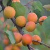 Tomcot Apricot Tree -Bloom And Harvest FRU0187 1