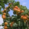 Flavourcot Apricot Tree -Bloom And Harvest FRU0192 1