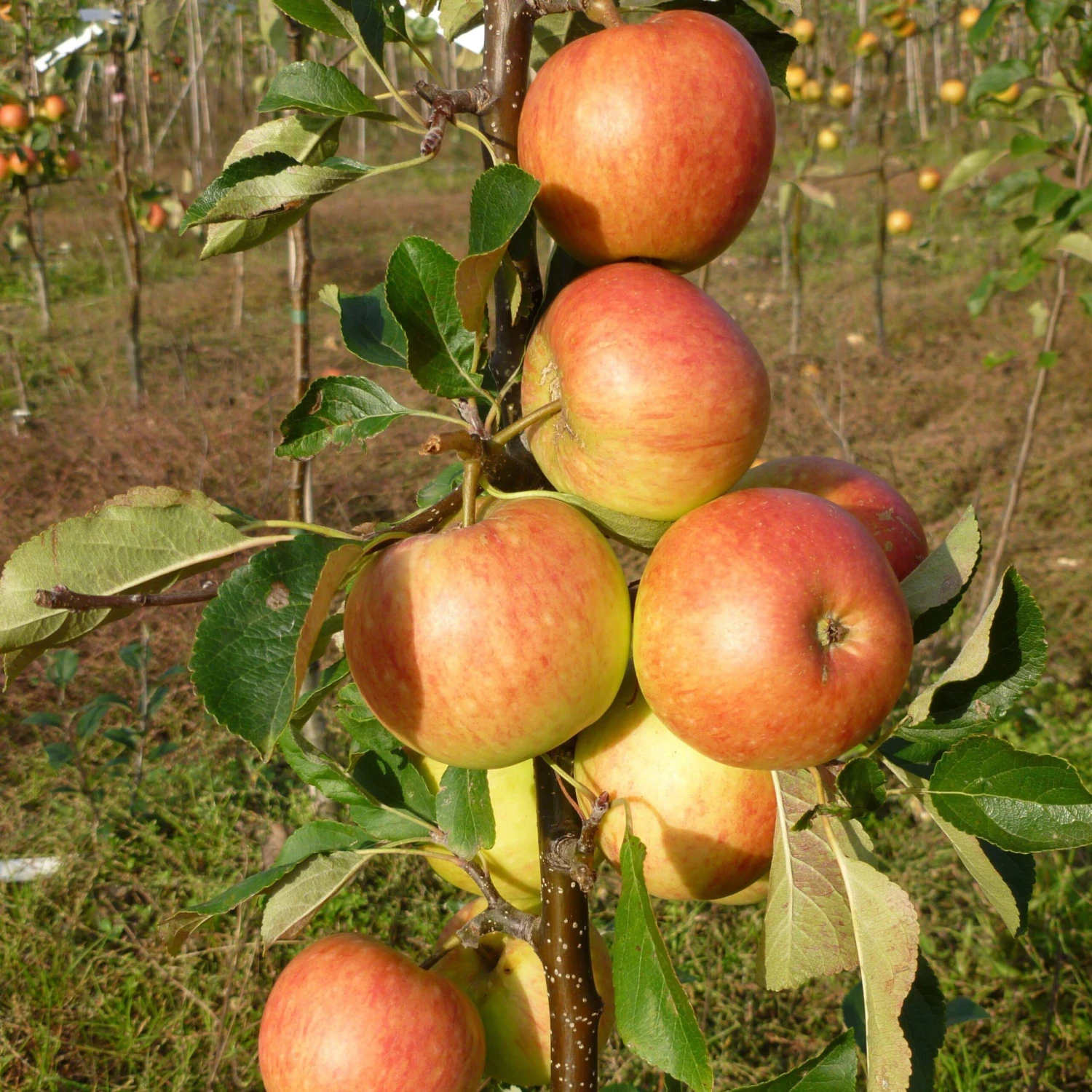 James Grieve Apple Tree | Dwarf Rootstock 5 James Grieve Apple Tree | Dwarf Rootstock - Image 3