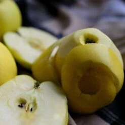 Herefordshire Russet Apple Tree -Bloom And Harvest FRU0200 2