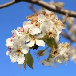 Herefordshire Russet Apple Tree -Bloom And Harvest FRU0200 3