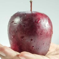 Spartan Apple Tree 9 Spartan Apple Tree -Bloom And Harvest FRU0207 1