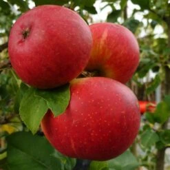 Endless Apples Collection | Scrumptious, Braeburn Hillwell, James Grieve & Red Windsor -Bloom And Harvest FRU0209 1 a5689da6 17fb 4563 9df5 0946950bfc4d