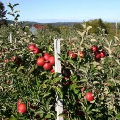 Endless Apples Collection | Scrumptious, Braeburn Hillwell, James Grieve & Red Windsor -Bloom And Harvest FRU0209 2 5f557653 f44f 4218 9189 4825c500cd76