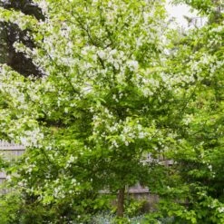 Red Windsor® Apple Tree 14 Red Windsor® Apple Tree -Bloom And Harvest FRU0210 5