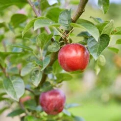 Red Windsor® Apple Tree 12 Red Windsor® Apple Tree -Bloom And Harvest FRU0210 7
