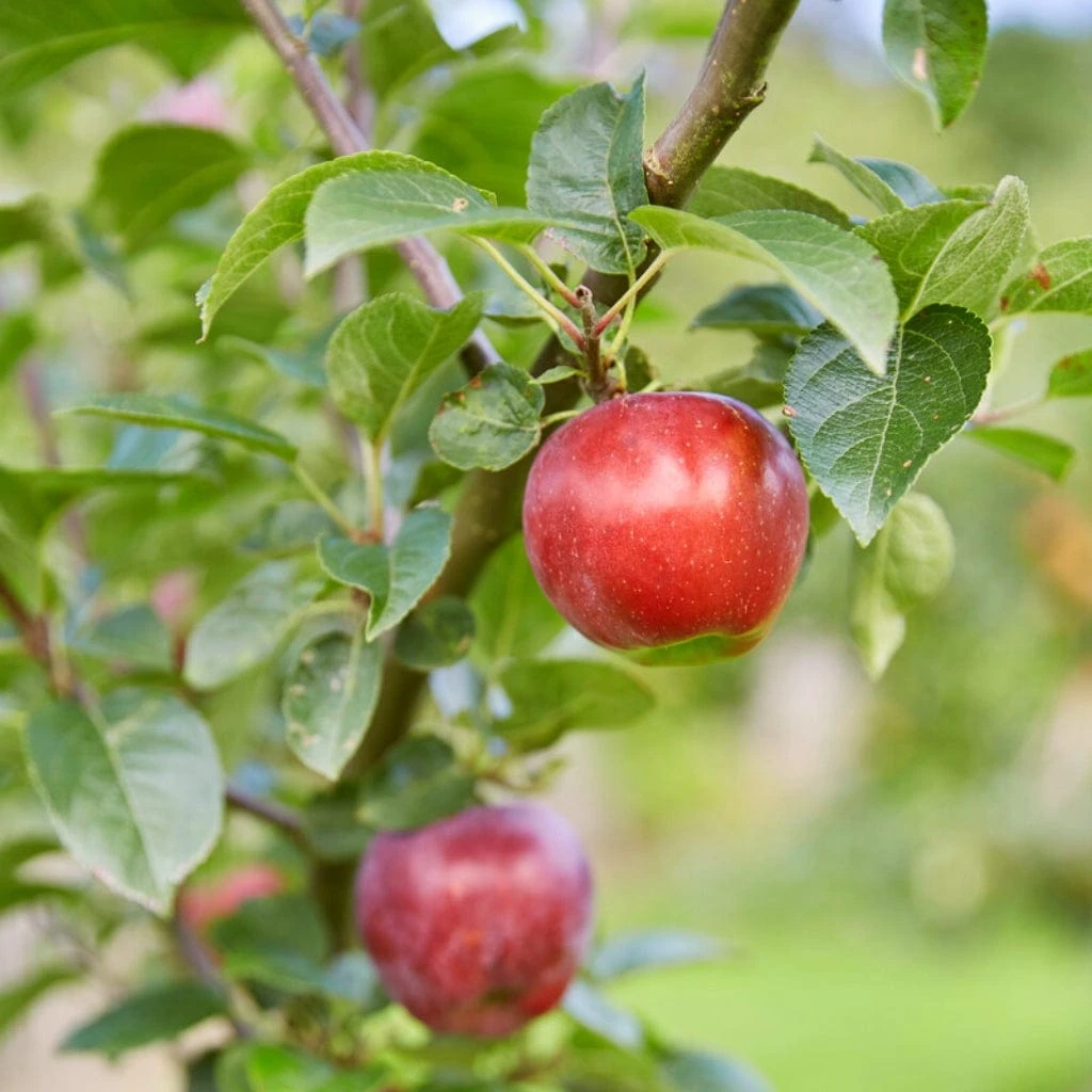 Red Windsor® Apple Tree 5 Red Windsor® Apple Tree - Image 3