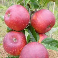 Red Windsor® Apple Tree 15 Red Windsor® Apple Tree -Bloom And Harvest FRU0211 2