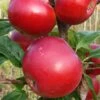 Red Devil Apple Tree -Bloom And Harvest FRU0213 1