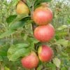 Laxton's Superb Apple Tree -Bloom And Harvest FRU0215 1