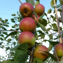 Laxton's Superb Apple Tree -Bloom And Harvest FRU0215 2