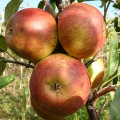 Laxton's Superb Apple Tree -Bloom And Harvest FRU0215 3